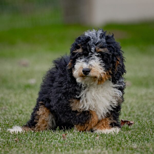 Black Tri Color Mini Bernedoodle