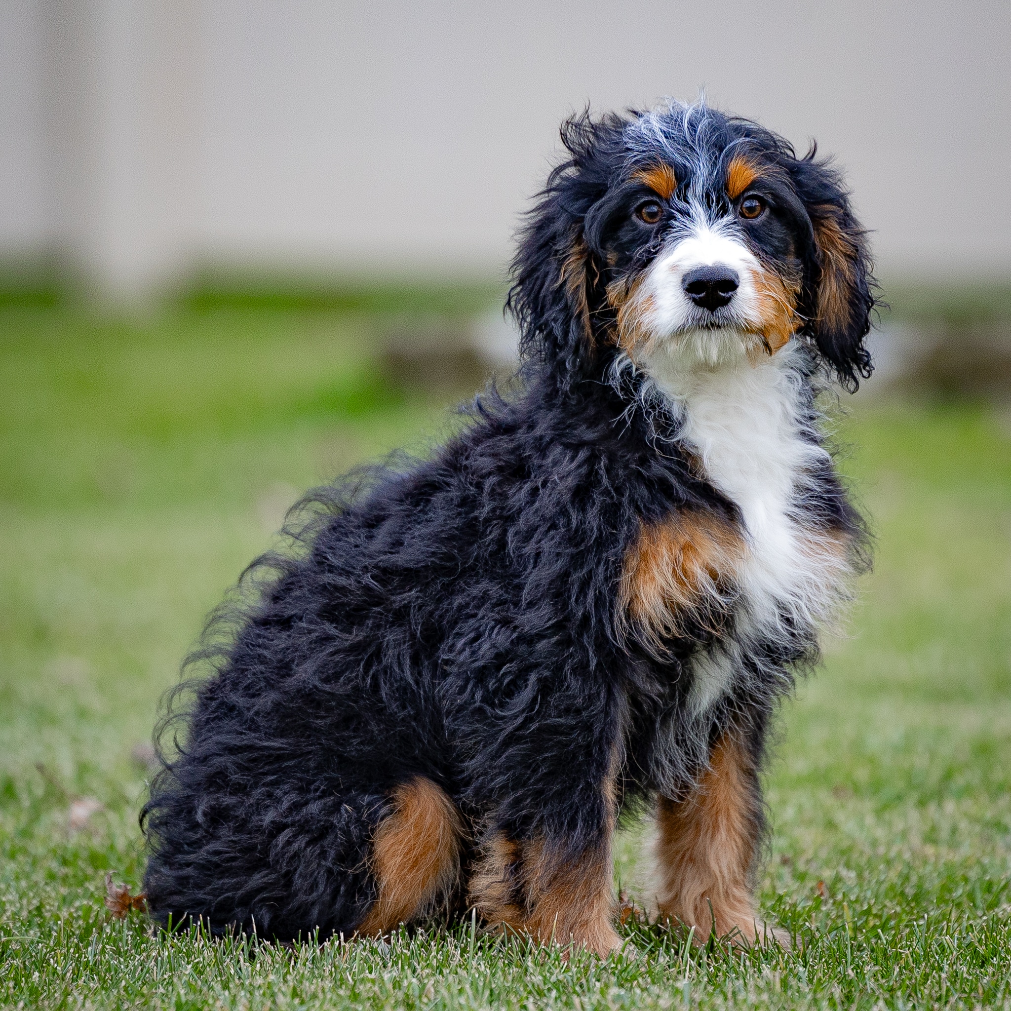 Ronnie 1 Mini Bernedoodles Ronnie