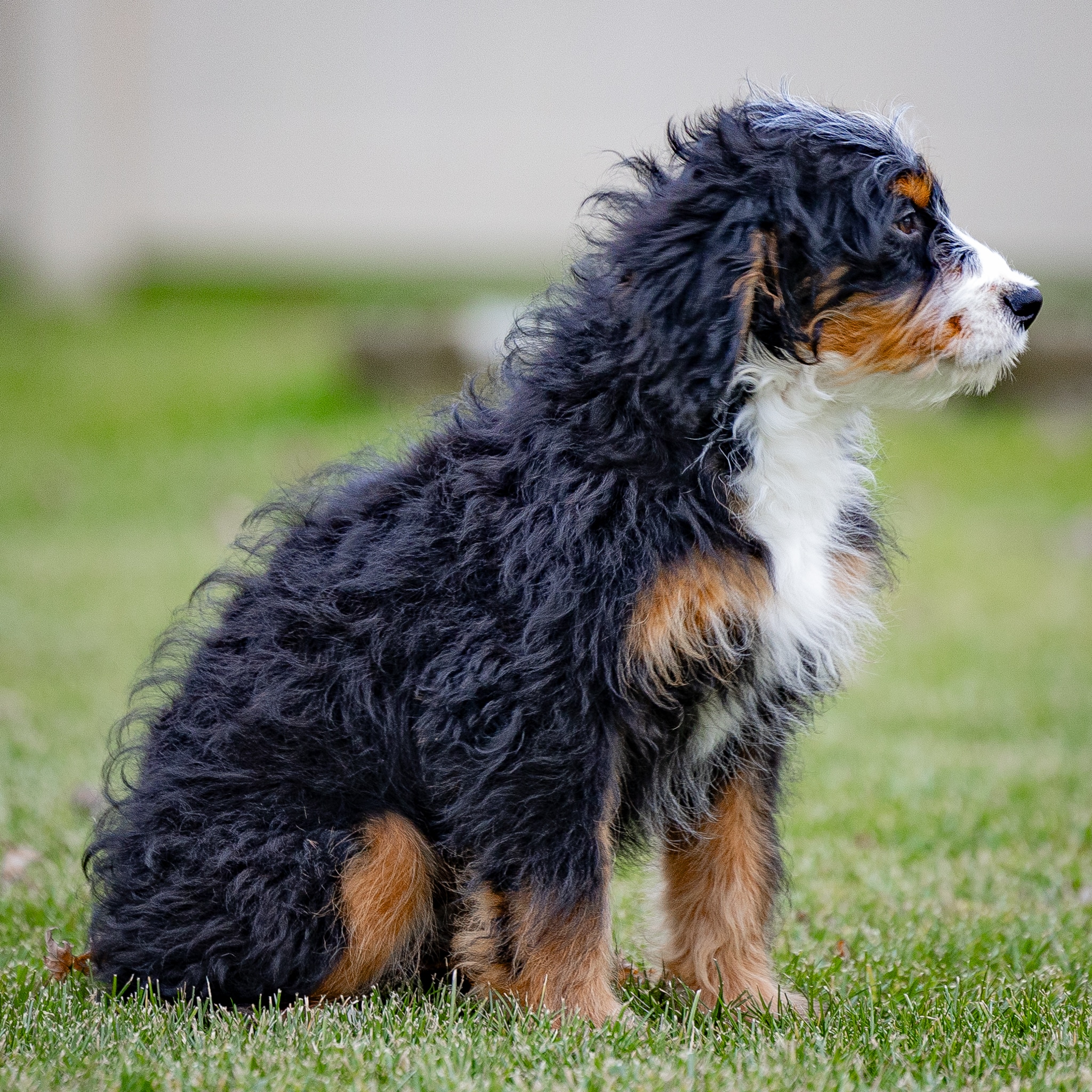 Ronnie 3 Mini Bernedoodles Ronnie - Image 4