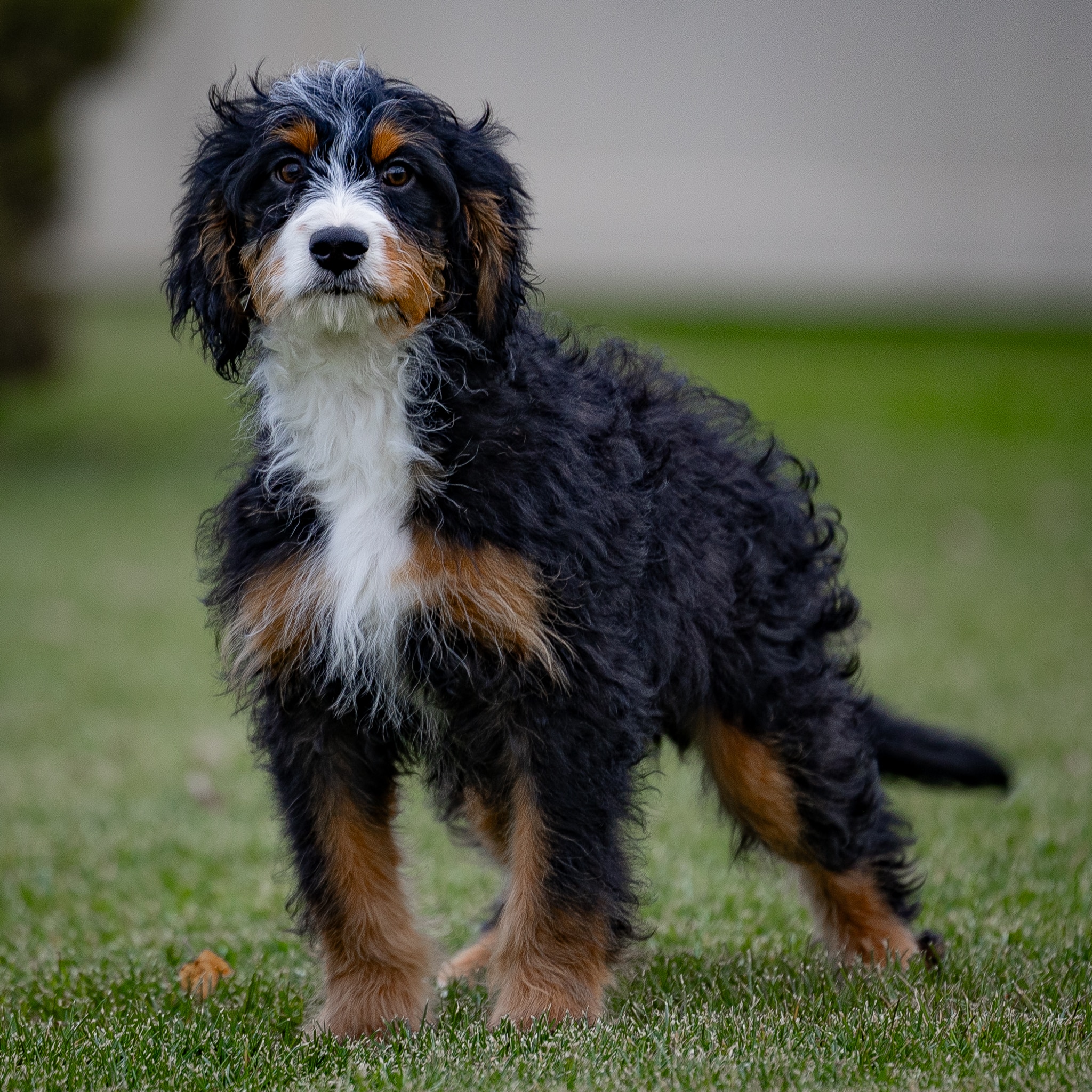 Ronnie 5 Mini Bernedoodles Ronnie - Image 6