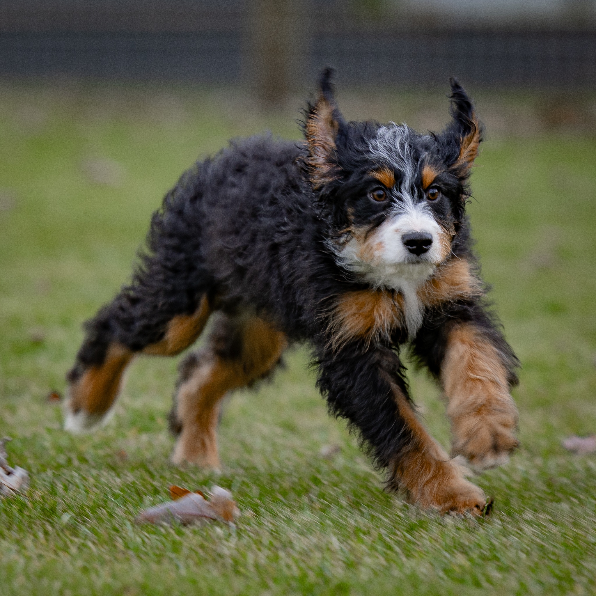 Ronnie 6 Mini Bernedoodles Ronnie - Image 7