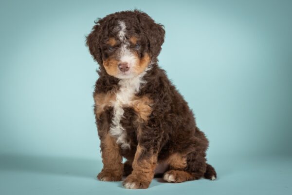 Chocolate Mini Bernedoodle