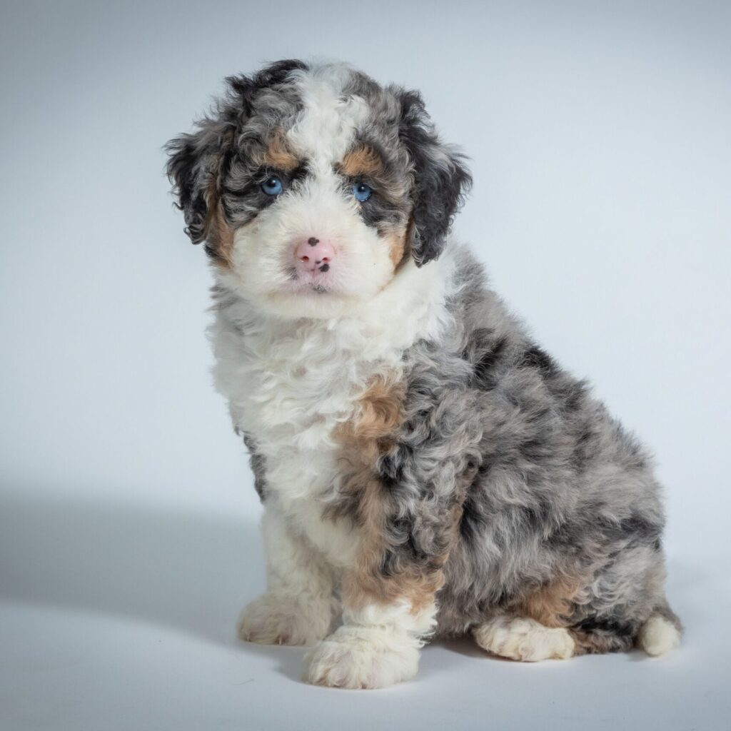 what is a mini bernedoodle