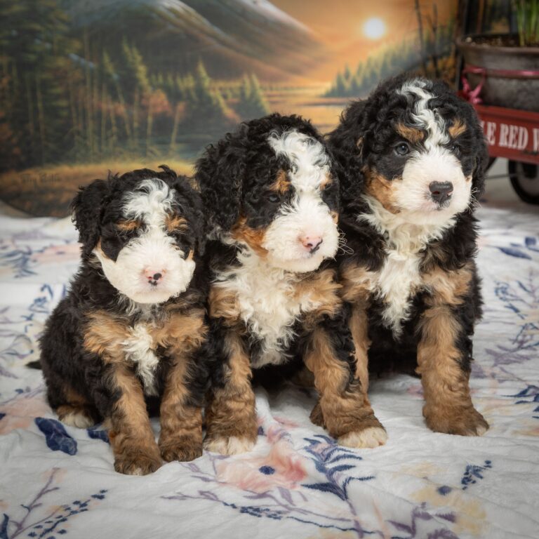 Guardianship Program 2 Mini Bernedoodles AA6xgXyu