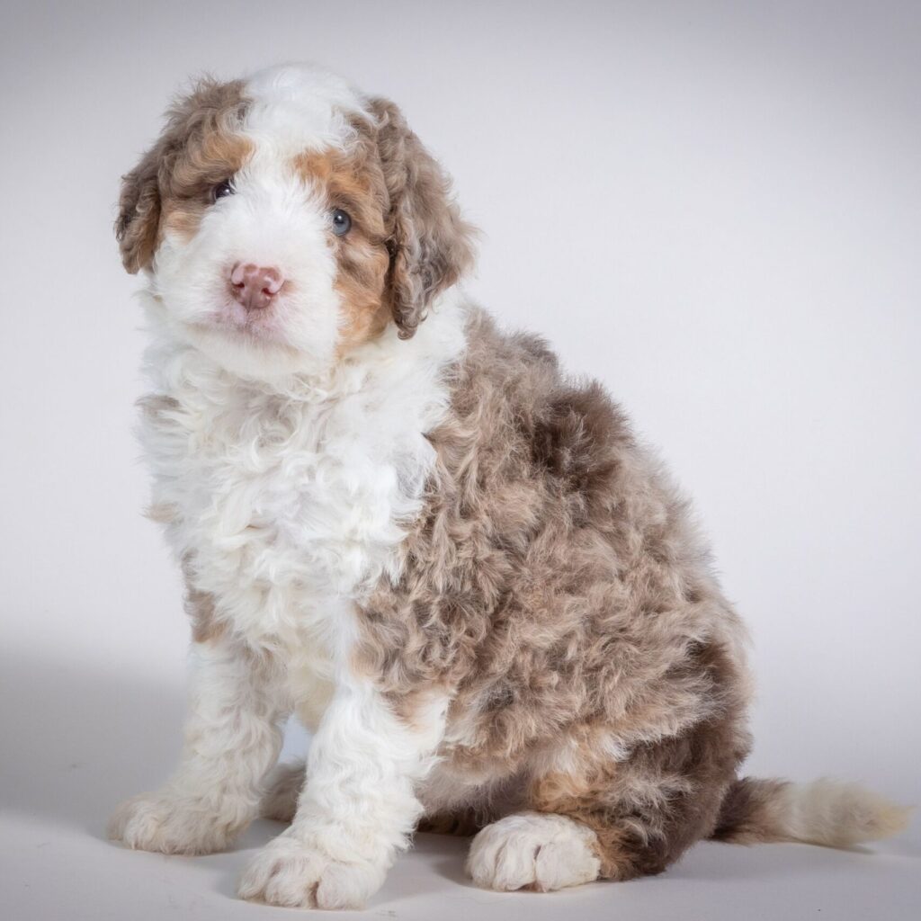 what is a mini bernedoodle