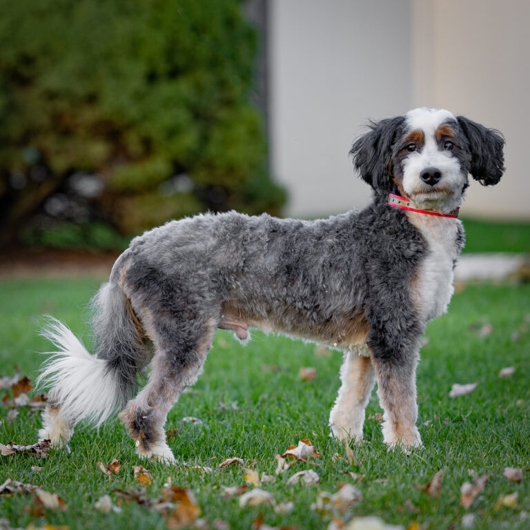 Guardianship Program 3 Mini Bernedoodles Chip