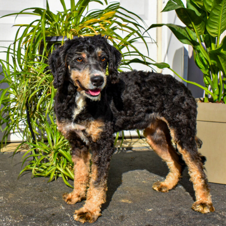 Guardianship Program 5 Mini Bernedoodles Green Ridge Puppies - 1