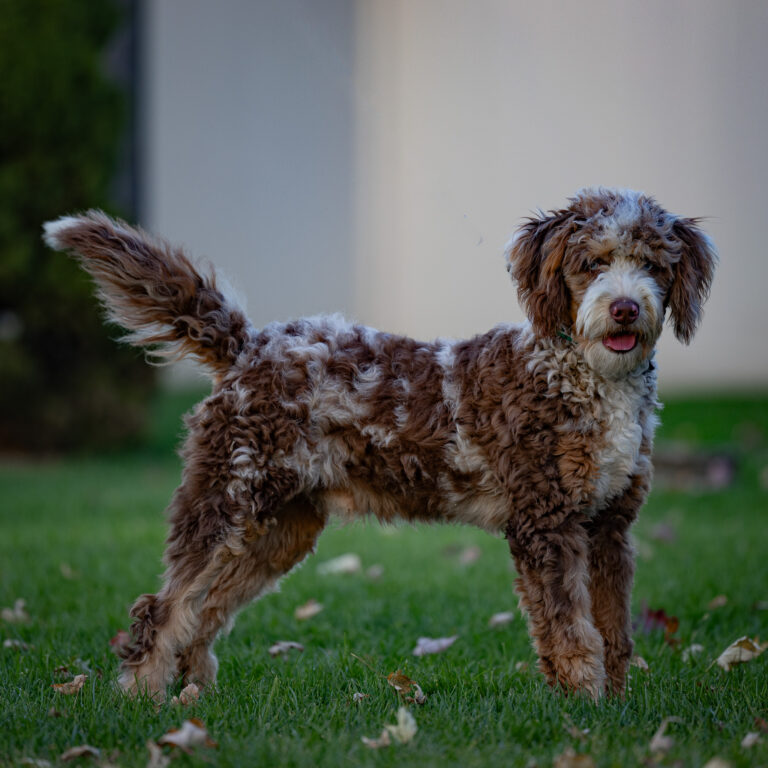 Guardianship Program 1 Mini Bernedoodles Rocky Adult Bernedoodle