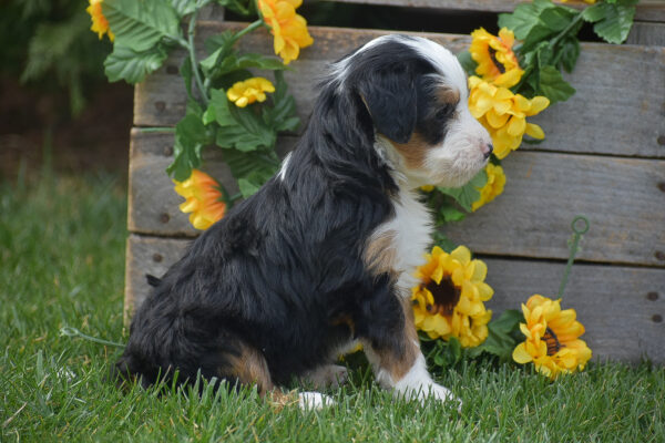 mini bernedoodle