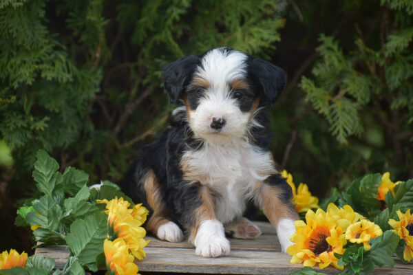 Mini bernedoodle lancaster, pa