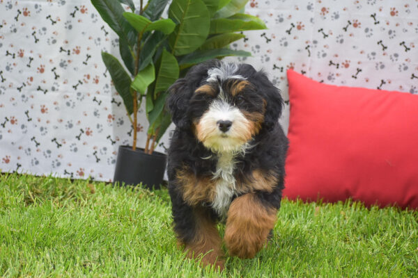 Mini Bernedoodle Male Puppy