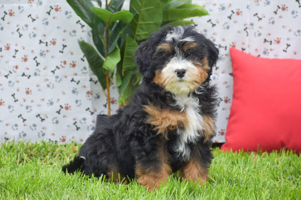 Mini Bernedoodle Puppies