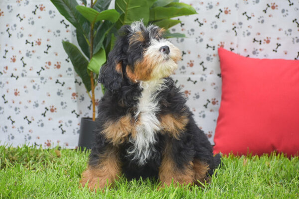 Mini Bernedoodle Puppies For Sale