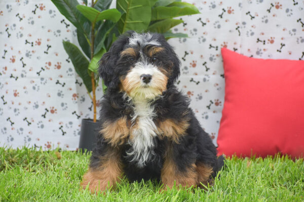Mini Bernedoodle Puppies For Sale Justin
