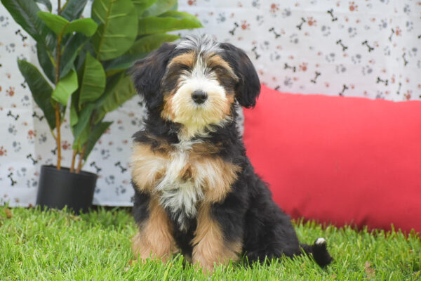 Mini Bernedoodle Puppies Near Me Janet