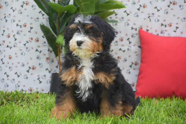 Mini Bernedoodle Puppy Near Me