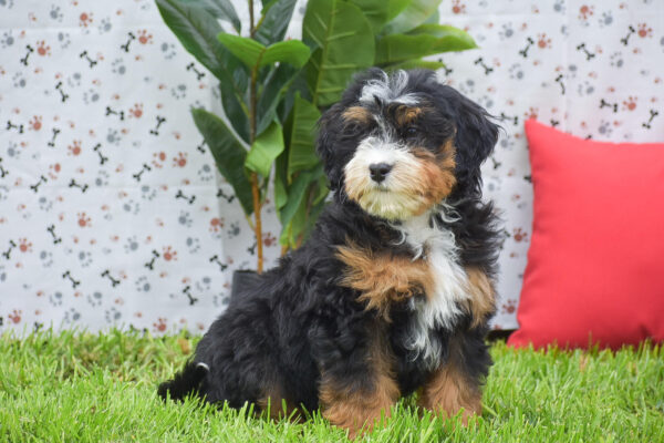 Mini Bernedoodle Puppy Near Me