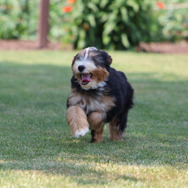 mini bernedoodle black tri color puppy