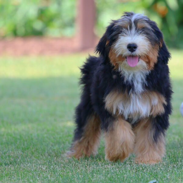 mini bernedoodle lancster