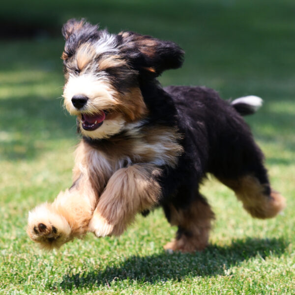 mini bernedoodle lancster