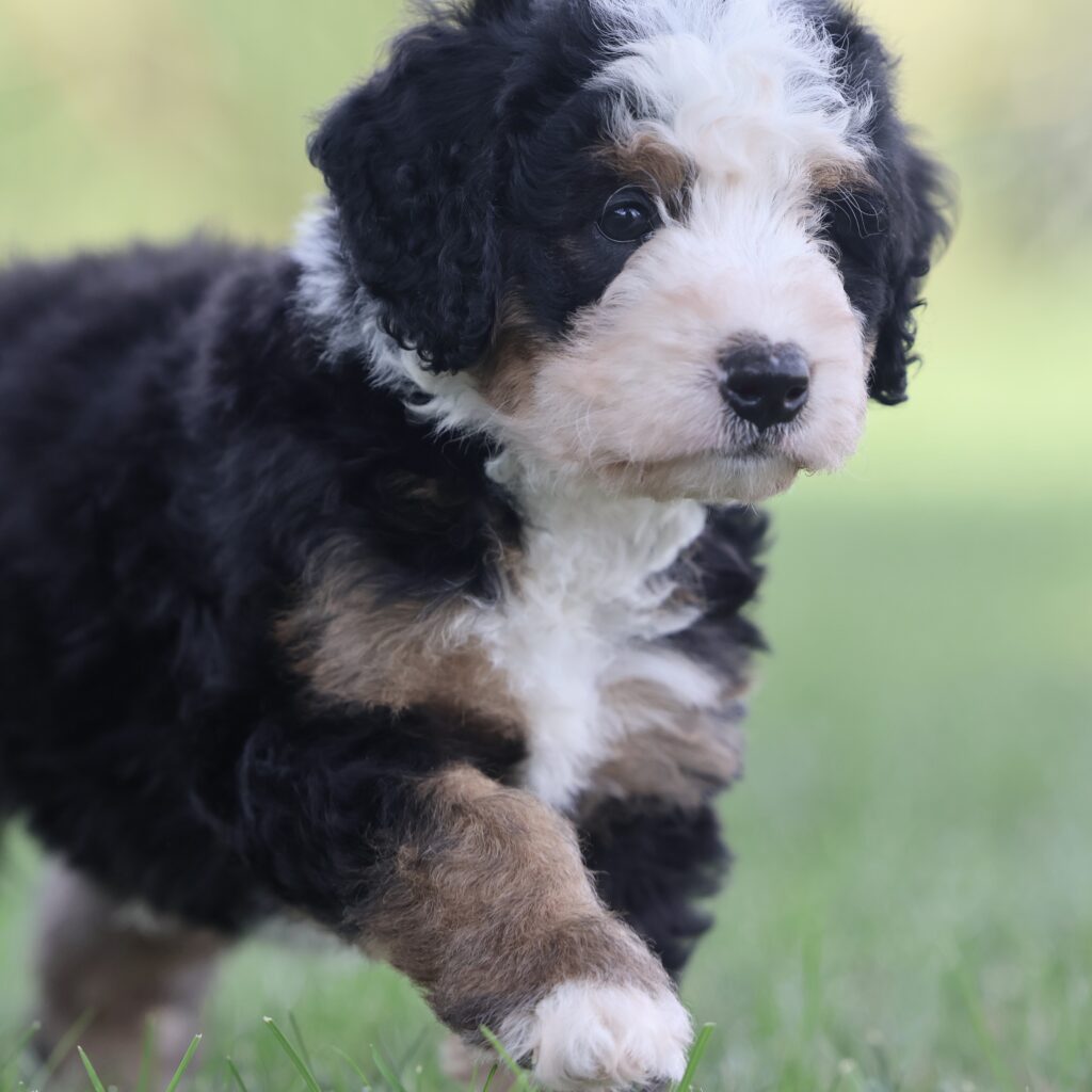 mini bernedoodle puppies ralph 1 mini Bernedoodles Lancaster Pennsylvania