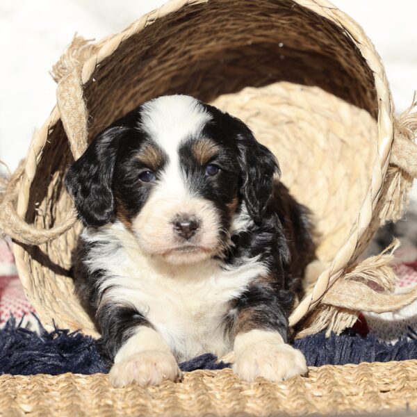 Bernedoodle hypoallergenic