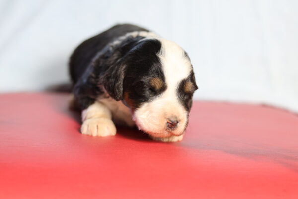 bernedoodle puppies for sale