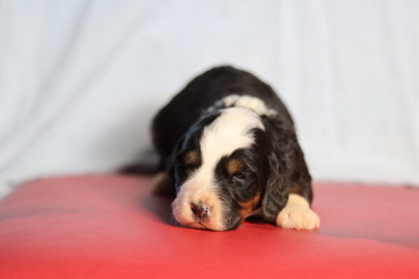 bernedoodle puppies for sale near me