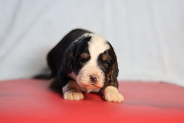bernedoodle puppies for sale near me
