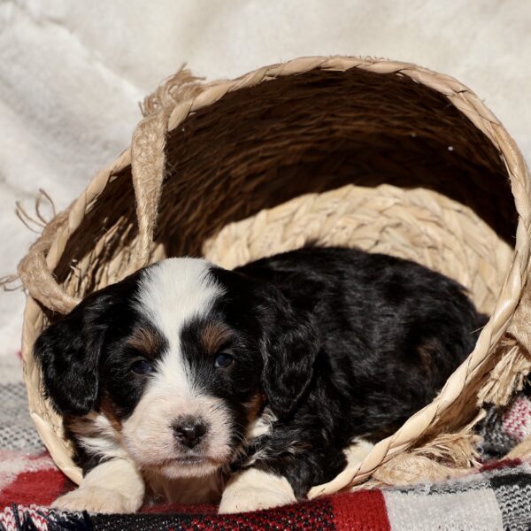 lancaster pa puppies