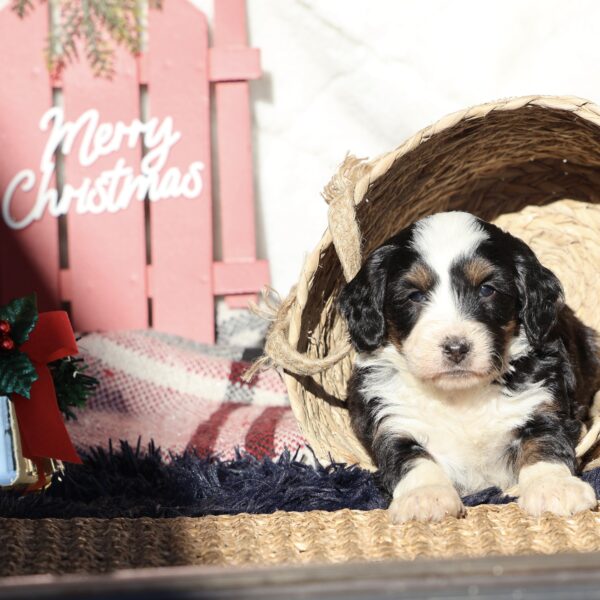 lancaster puppies for sale pa