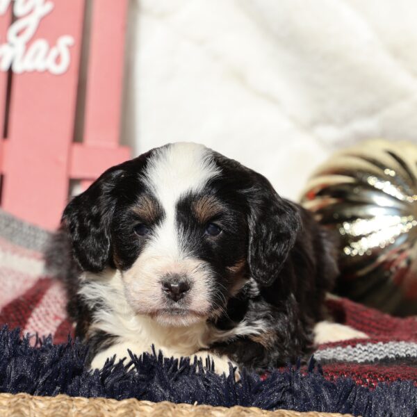 lancaster puppies pa