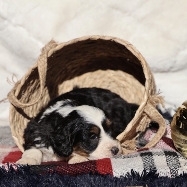 puppies for sale in lancaster pa