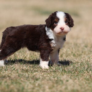 lancaster mini bernedoodles