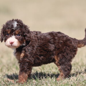 adorable puppies near me