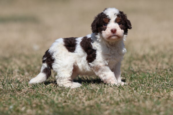 chocolate mini bernedoodle