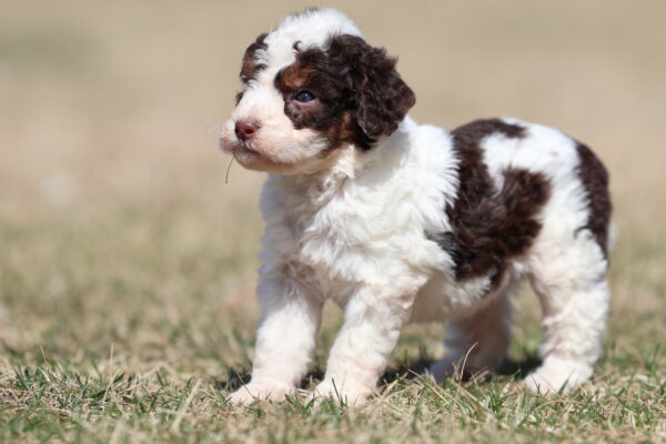 fluffy mini bernedoodle