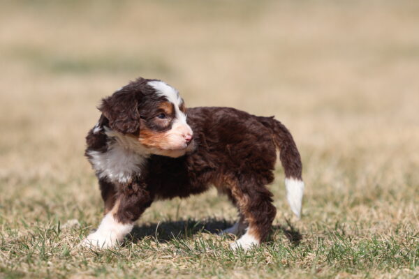 lancaster mini bernedoodles