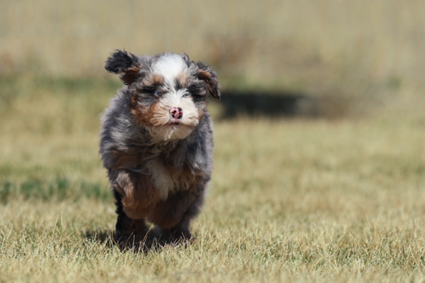 lancaster mini bernedoodles