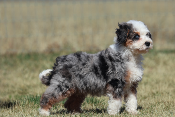 lancaster mini bernedoodles