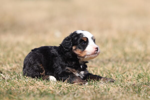 lancaster mini bernedoodles