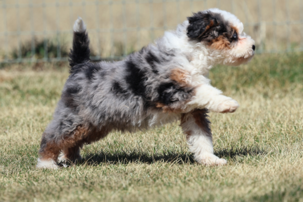 lancaster mini bernedoodles (1)