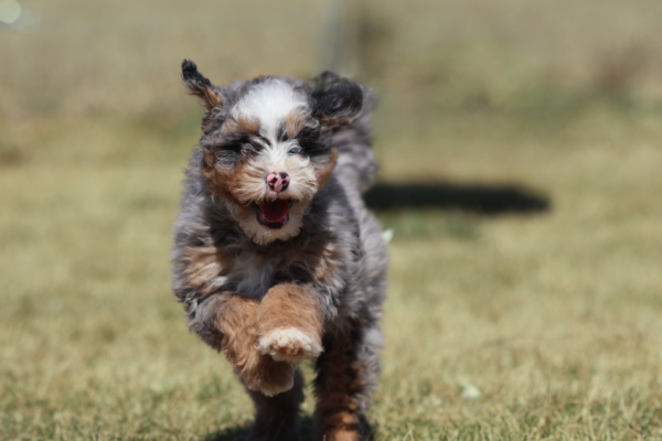mini bernedoodle allergies