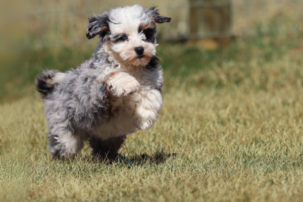 mini bernedoodle breeders