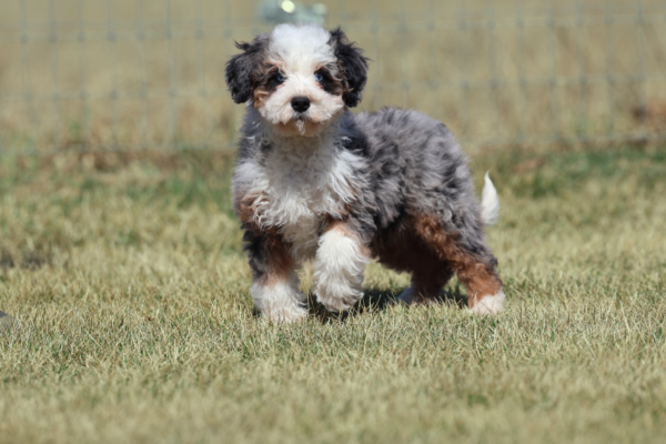 mini bernedoodle breeders