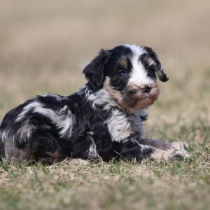 mini bernedoodle breeders