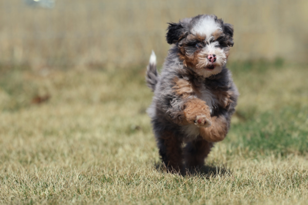 mini bernedoodle breeders