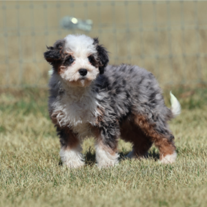 mini bernedoodle dog
