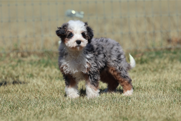 mini bernedoodle dog