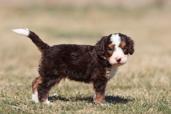 mini bernedoodle lifespan